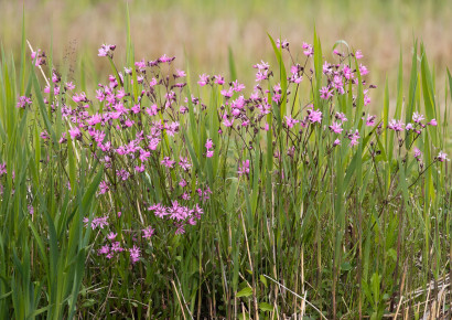 Koekoeksbloem (Hans Brinks)