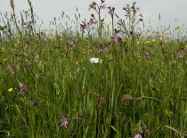 bloemrijke graslanden