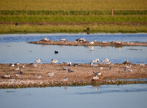 zandpolder