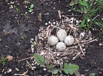 Een bijzondere vondst: een nestje van de kleine plevier op maisland.