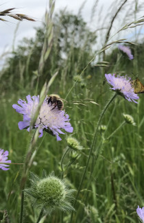 Wilde bij vlinder beemdkroon - Bee Heroes Kunstfort.jpeg