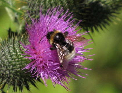 Hommel / Henk van Bruggen