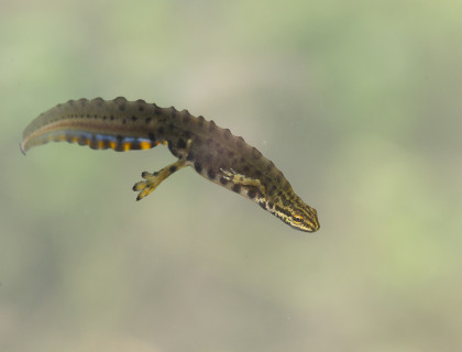 Kleine watersalamander