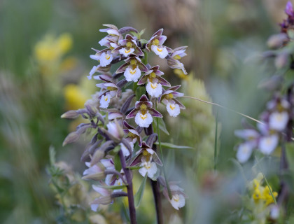 Moeraswespenorchis