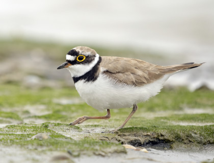 Kleine plevier - Fotohut Balgzandpolder